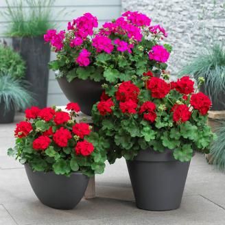 Geranien unsere Leidenschaft