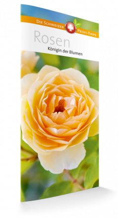 Rosen - Königin der Blumen