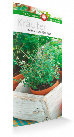 Kräuter - Kulinarische Gemüse