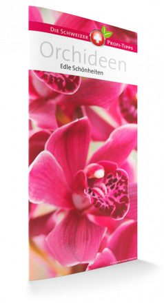 Orchideen - Edle Schönheiten