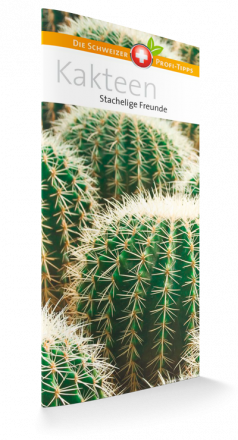 Kakteen - Stachelige Freunde