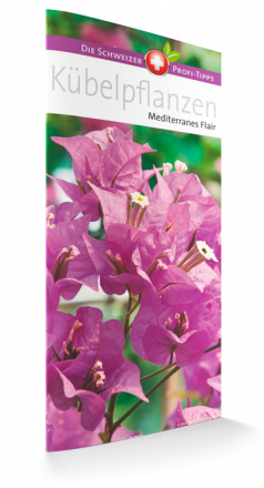 Kübelpflanzen - Mediterranes Flair