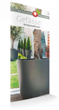 Gefässe - Richtig einpflanzen