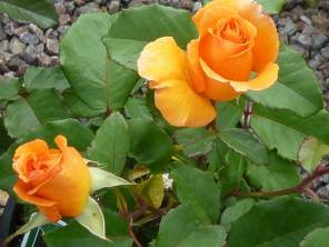 Rosenpflege im Frühling