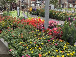 Ersatz der Sommerblumen