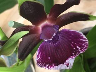 Die kleine, feine Orchideen Ausstellung im Garten Center 