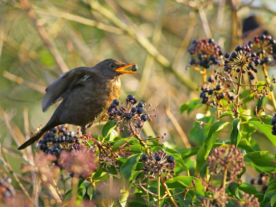 Gehölze mit Fruchtschmuck – Bunte Beeren