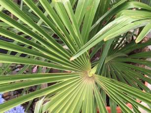 50% auf Palmen, Oliven- und Lorbeer-Stämme 