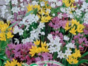 Allium Pflanze des Jahres 2025