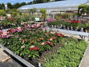 Sommerblumen