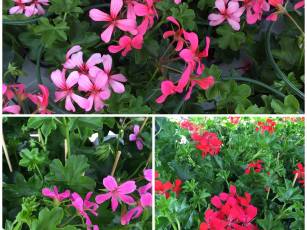 Geranien-Aktion, Einpflanz-Aktion 