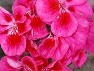 Geranien Aktion / Kisten Einpflanzen 