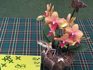 Geschenke in letzter Minute 