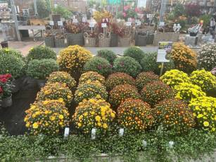 Herbstpflanzen
