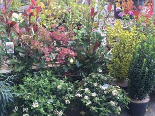 Herbstzeit Pflanzzeit 