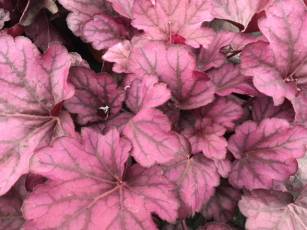 Heuchera Aktion 