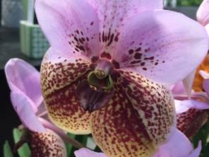 Orchideen Ausstellung 