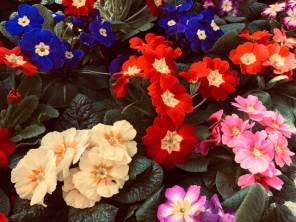 Primeln, Osterglocken, Tulpen 