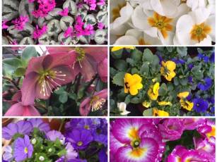 Frühlingserwachen im Garten Center 