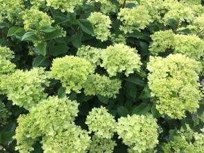 Sommerwoche im Garten Center