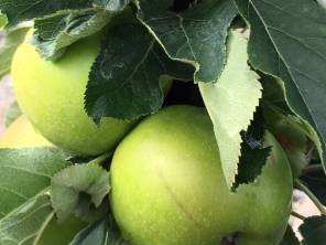 Beeren- und Obstwoche