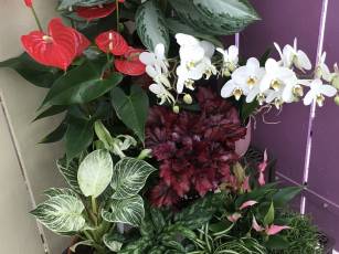 Zimmerpflanzen- und Orchideen- Woche