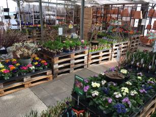 Frühling im Garten Center