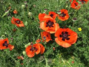 Ein blühender Sommer 