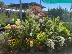 Sommerblumen