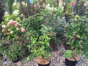 Ein schöner Herbstgarten 