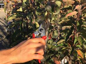 Obstbaum Schnitt Kurs 13.00 - 16.00 Uhr 
