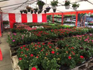 Wir sind bereit für die Geranien-Aktion 