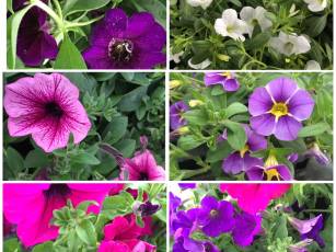 Surfinia- und Zauberglöcklein-Aktion 