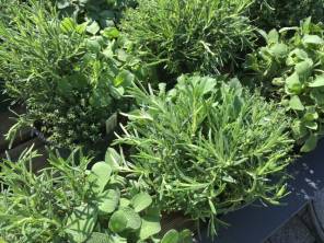 Mitarbeiter Baumschulabteilung 