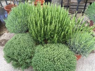 Aktion auf Grosskräuter 