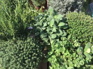 Kräuter jetzt Pflanzen 