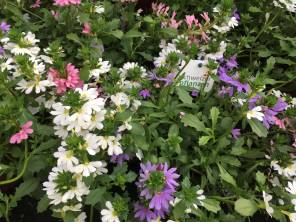 Einjährige Balkon-und Sommerblumen 