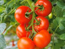 Jetzt Aktuell Tomaten Setzlinge