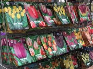 Blumenzwiebeln jetzt pflanzen