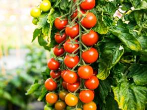 Veredelte Tomaten sind da
