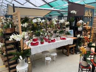 Orchideen in Kombination mit Rössler Geschirr