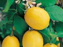 Rabatt auf Mediterrane Pflanzen  